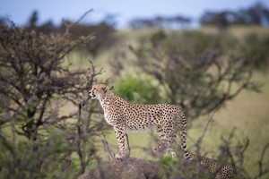 Cheetah