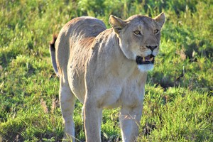 Lion