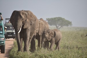 Safari photo