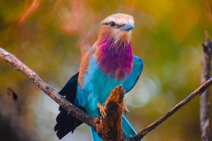 Birding