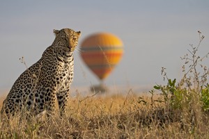 Cheetah