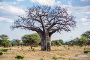 Tarangire