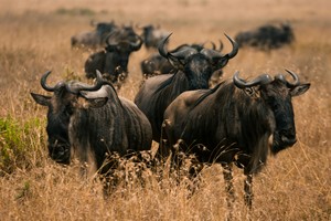 Wildbeest
