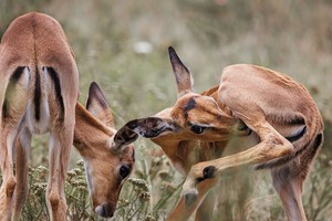 Antelope