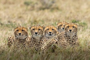 Cheetah
