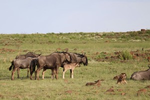 Gnu