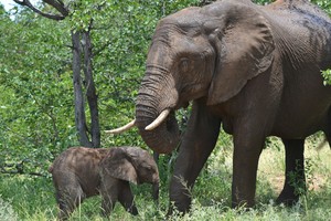 Elephants