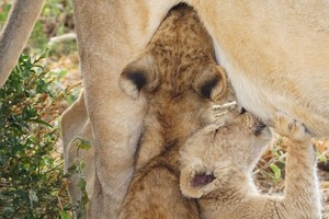 Lion