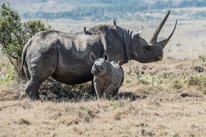 Rhino