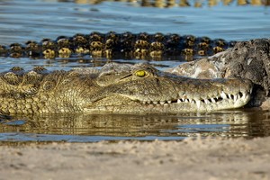 Crocodile