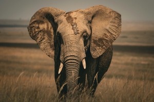Safari photo