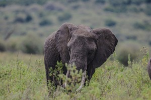 Elephant