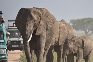 Elephants and the jeeps