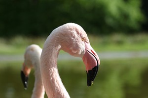Safari photo