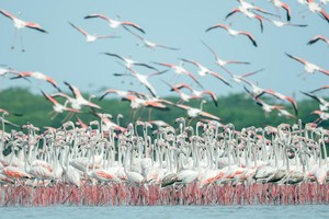 Flamingo