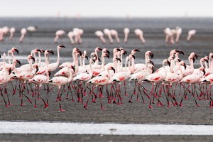 Flamingo