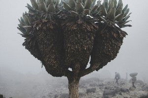 Kilimnjaro
