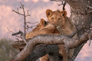 Lion on tree