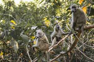 Monkeys