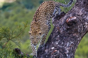 Leopard