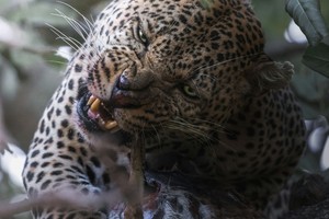 Leopard
