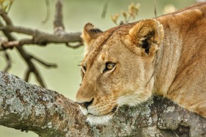 Lion scanning the savannah