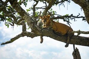 Lion on tree