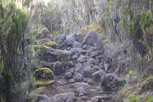 Kilimanjaro