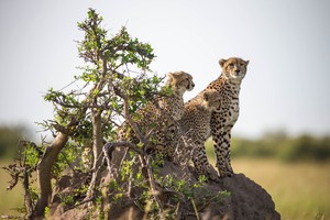 Cheetahs