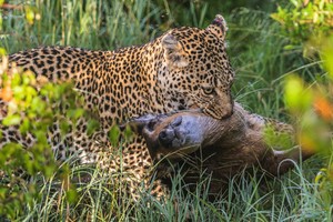Leopard and the kill