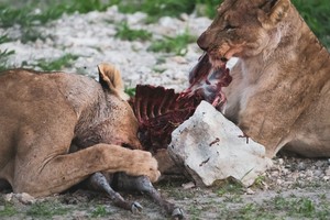 Lions