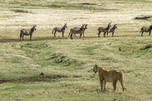 Lion hunting