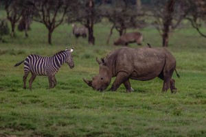 Rhino