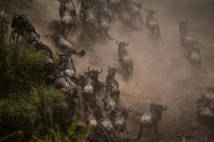 Migration