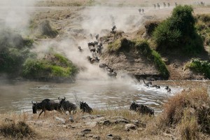 Migration -  River Crossing