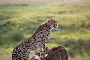 Cheetah