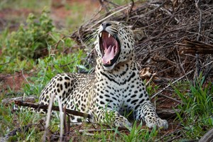 Leopard