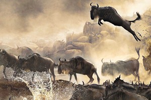 Migration