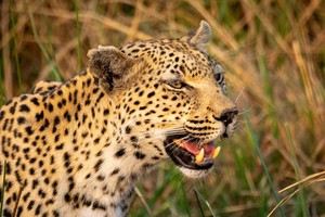 Leopard