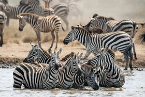 Zebra