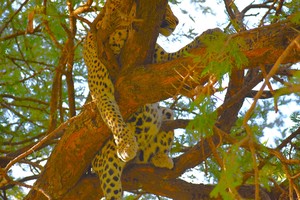 Leopard