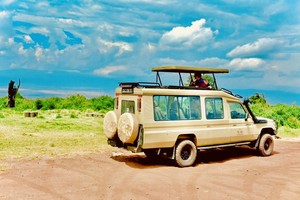 Safari