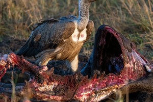 Vulture