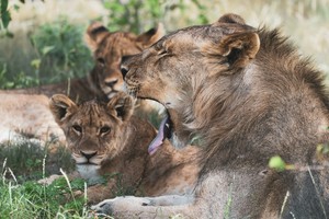 Lions