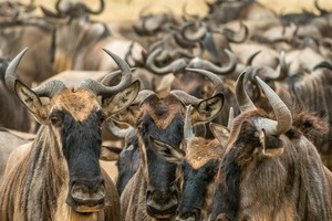 Wildbeest