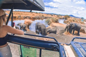 Safari Time