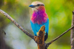 Birding
