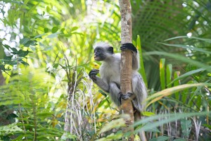 Monkey