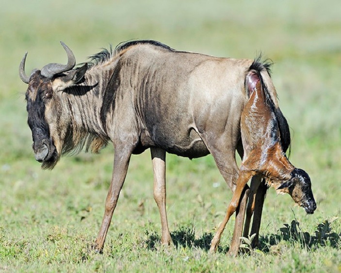 Calving Season Safari